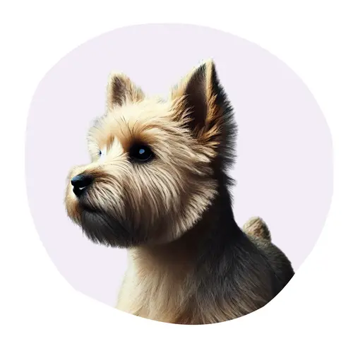 Norwich Terrier